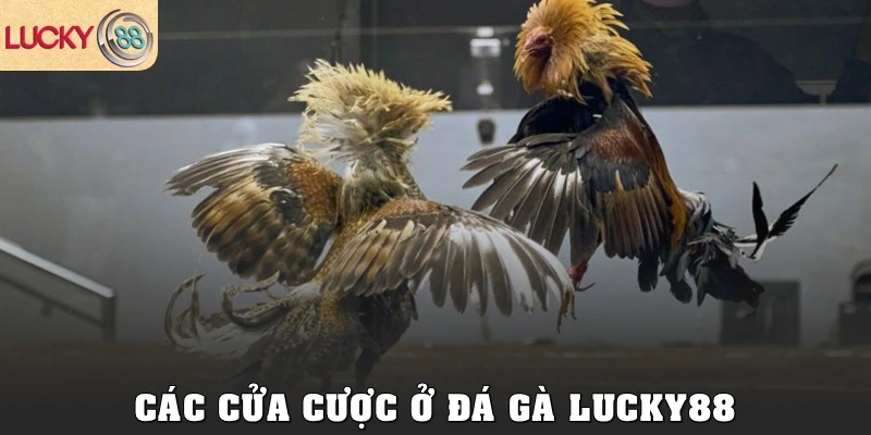 Các cửa cược ở Đá gà Lucky88