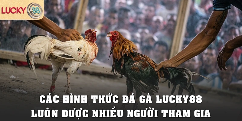 Các hình thức đá gà Lucky88 luôn được nhiều người tham gia